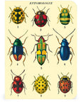 Libreta Pocket "Insectos" - Matemáticas