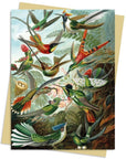 Tarjeta - Haeckel Picaflores