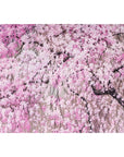 Set Tarjetas - Cherry Blossoms in Spring (Cerezos en Flor)